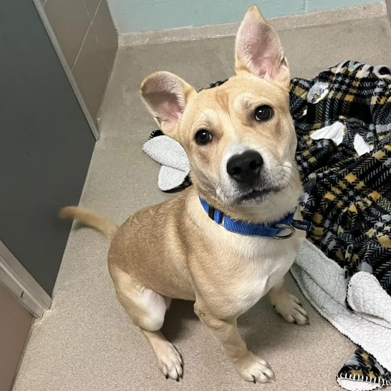 A young medium-sized female Yellow / Tan / Blond / Fawn Mixed Breed dog named Lemon for adoption in Waukesha, WI