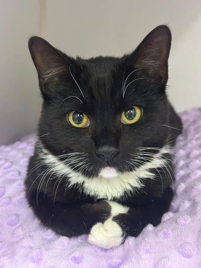 A young medium-sized male Domestic Short Hair cat named Peaches for adoption in Johnson City, TN