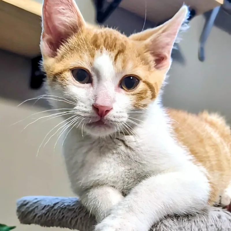 A baby medium-sized male White Domestic Short Hair cat named Roland Best Friends with for adoption in West Jefferson, OH
