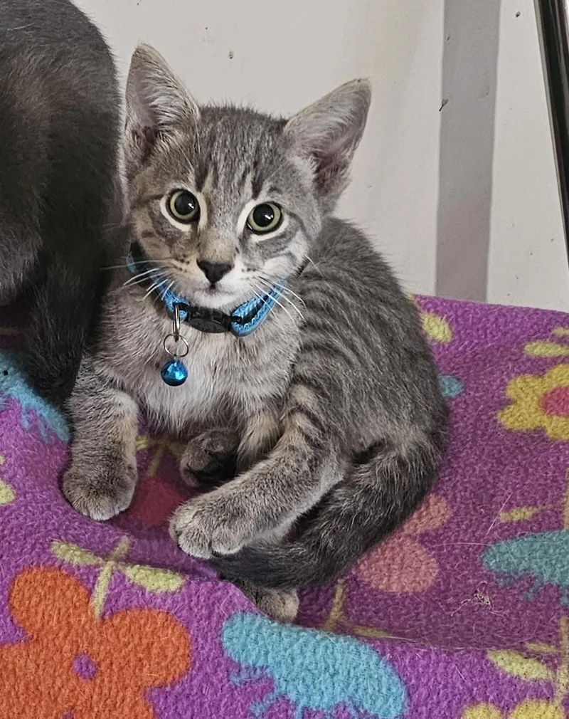 A baby medium-sized male Gray / Blue / Silver Domestic Medium Hair cat named Loki for adoption in Burbank, CA