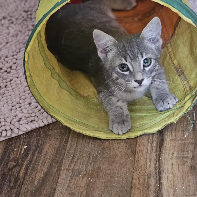 Loki thumbnail 3