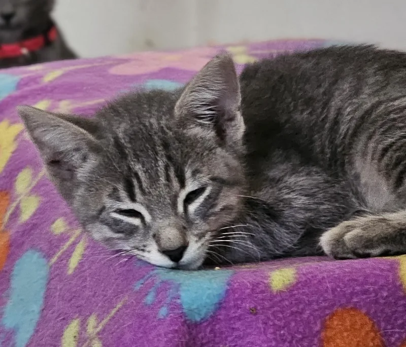 Loki thumbnail 4