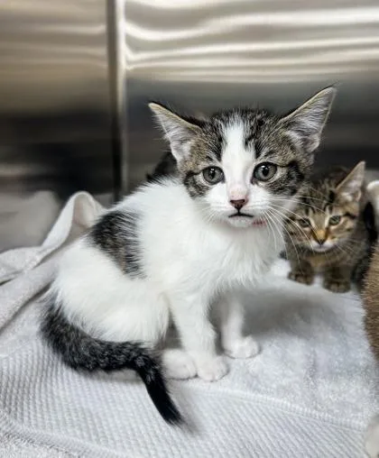 A baby small-sized female Domestic Short Hair cat named Molly for adoption in Westland, MI