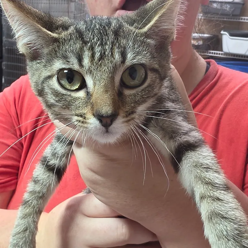A baby small-sized female Brown / Chocolate Domestic Short Hair cat named Darby Rose for adoption in Leander, TX