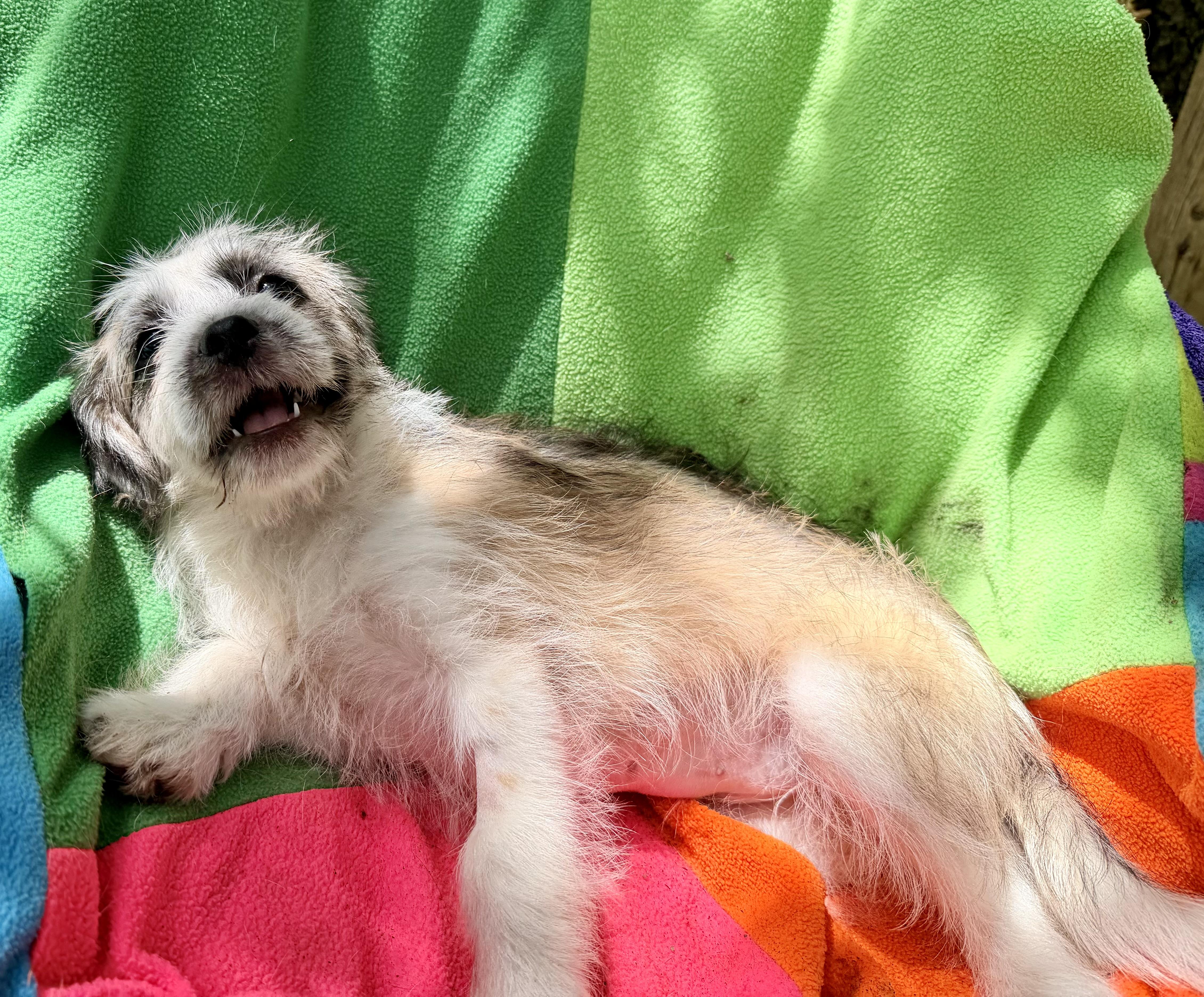 Wilmetta BLT