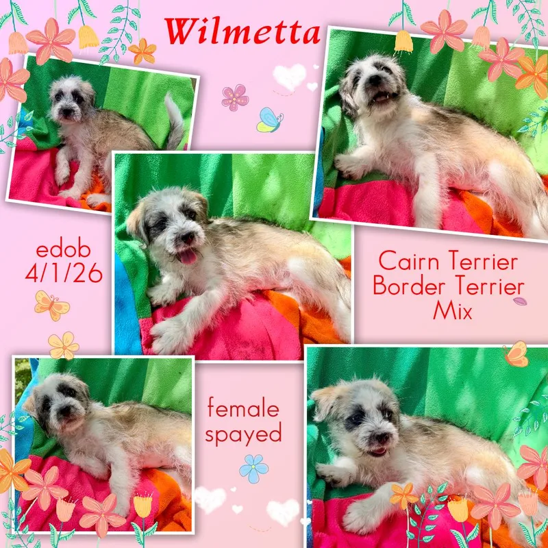 Wilmetta BLT thumbnail 4