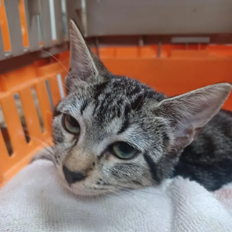 A baby small-sized female Gray / Blue / Silver Domestic Short Hair cat named Isha for adoption in Guaynabo, PR