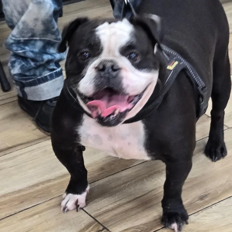 An adult medium-sized female Black English Bulldog dog named Chanel for adoption in Newark, NJ