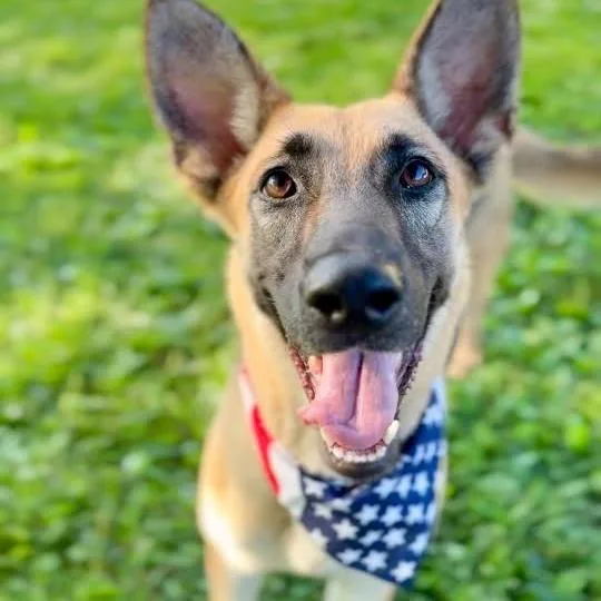 A young medium-sized female Yellow / Tan / Blond / Fawn German Shepherd Dog dog named Jellybean for adoption in Washington Township, OH