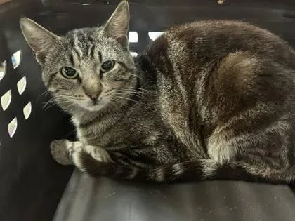 A young medium-sized male Domestic Short Hair cat named Harrisburg for adoption in Palm Coast, FL