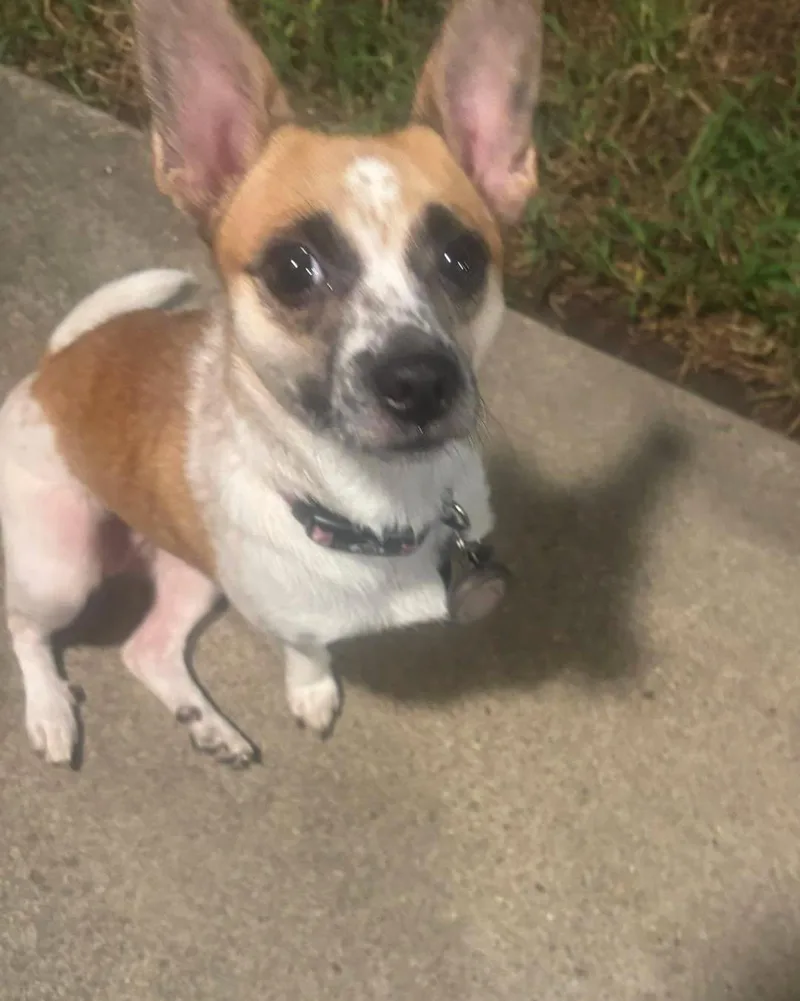 An adult small-sized female White / Cream Chihuahua dog named Smiles for adoption in Huntsville, TX