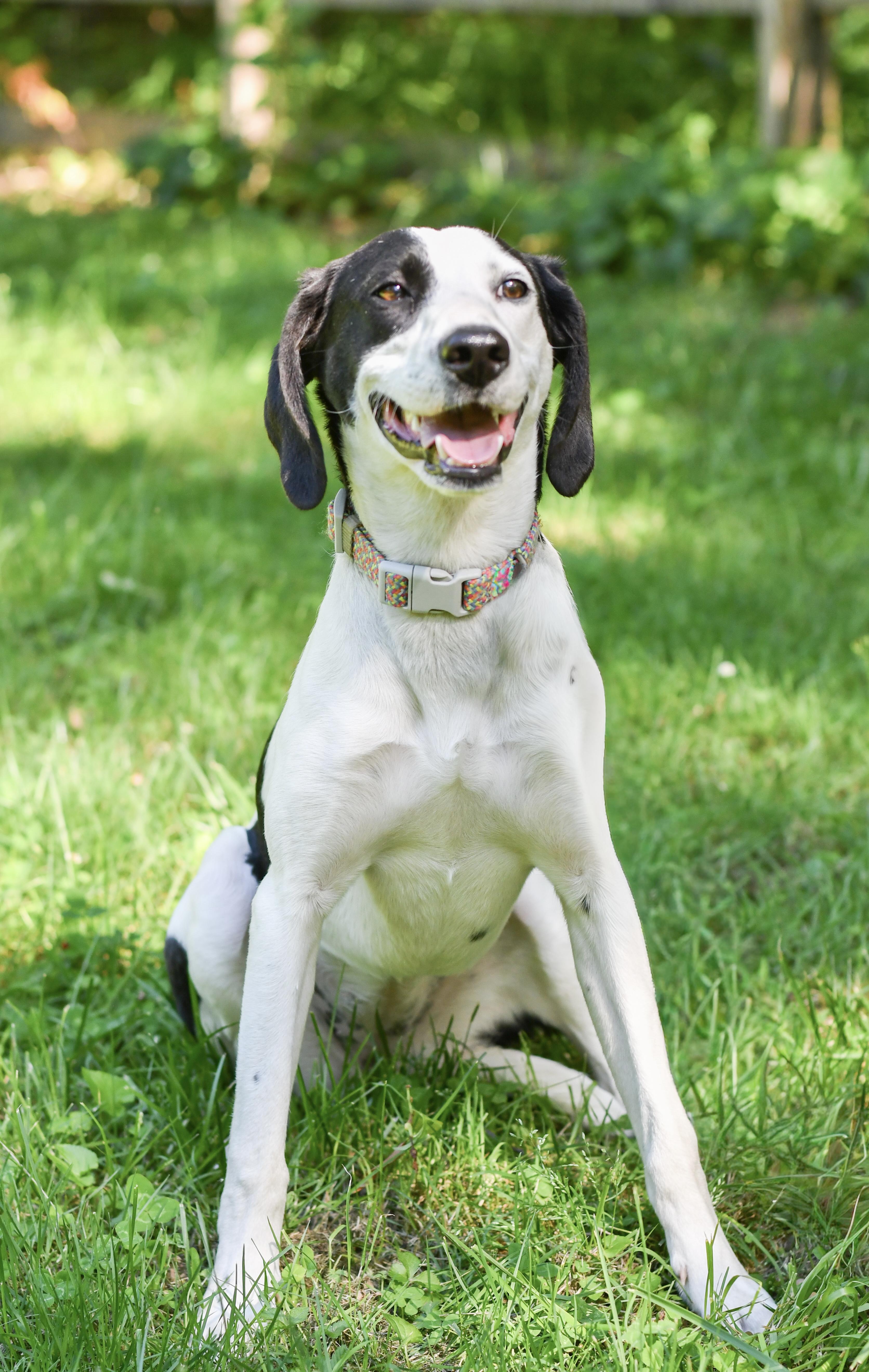 A baby medium-sized female Black Coonhound dog named Salt for adoption in Richmond, VA