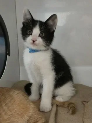 A young small-sized male Domestic Short Hair cat named Yukon Gold for adoption in Roseville, CA