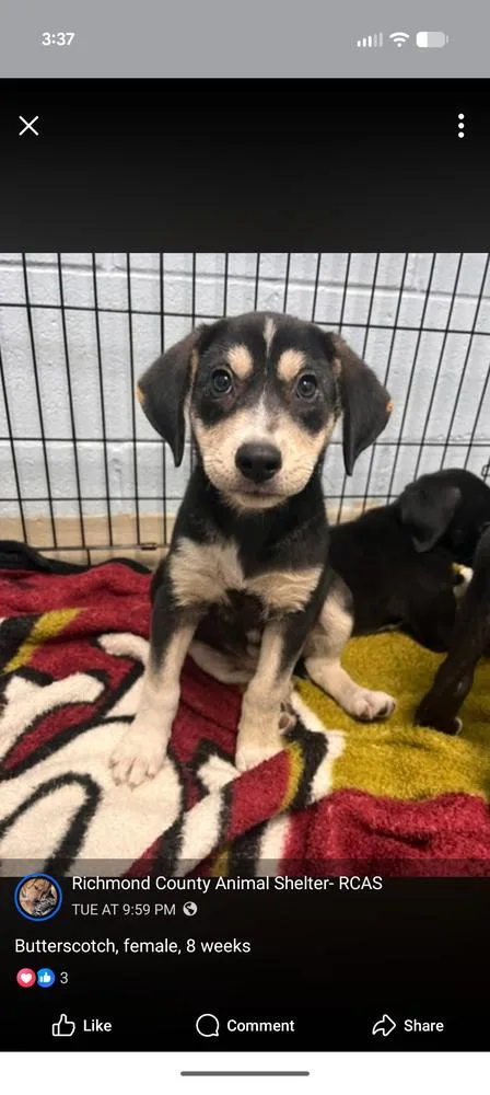 A baby medium-sized female Labrador Retriever dog named Butterscotch for adoption in Statesville, NC