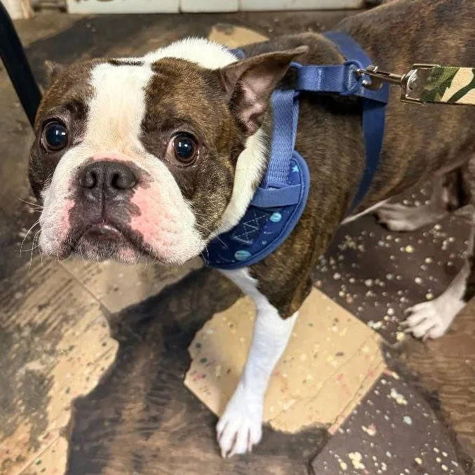 An adult medium-sized male Brindle Boston Terrier dog named Knox for adoption in North Myrtle Beach, SC