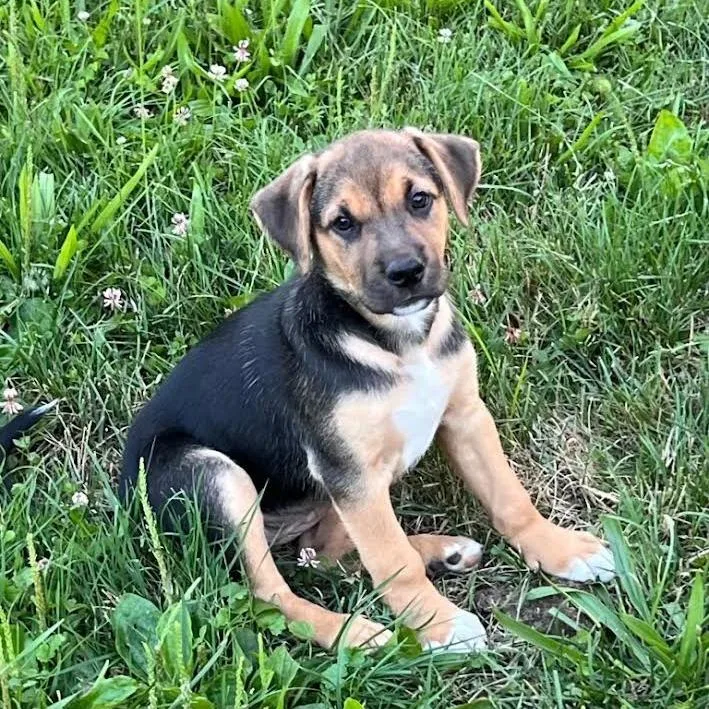 A baby small-sized female Black Mixed Breed dog named Lead for adoption in Wappingers Falls, NY