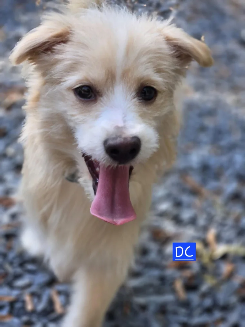 Dc thumbnail 2