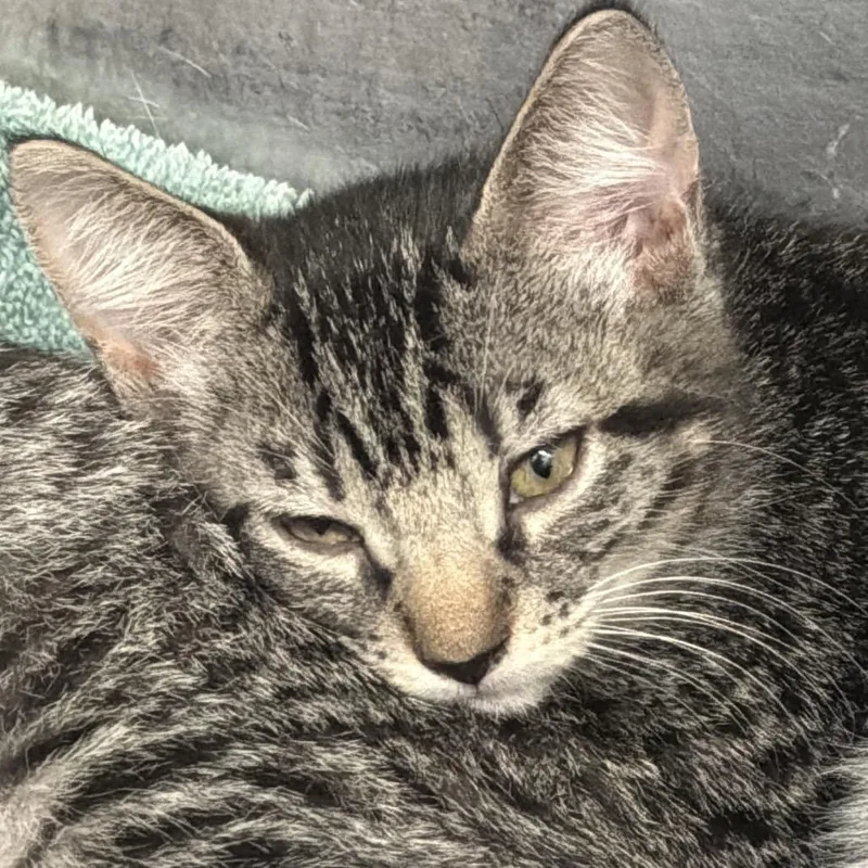 A baby small-sized female Brown / Chocolate Domestic Short Hair cat named Cleo for adoption in Port Charlotte, FL