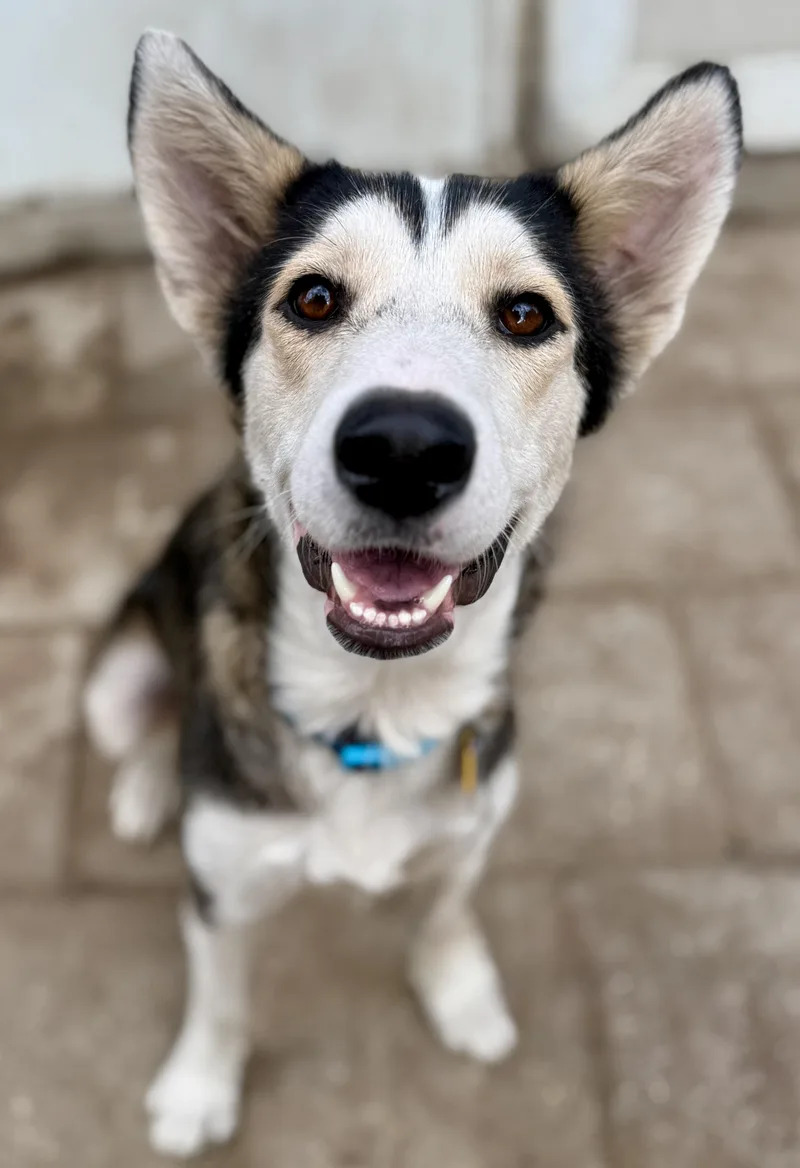 An adult medium-sized female Tricolor (Brown, Black, & White) German Shepherd Dog dog named Monica for adoption in Proctorville, OH