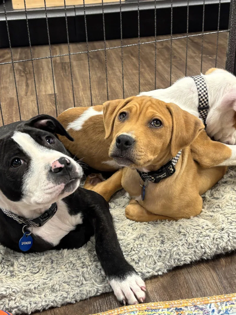 A baby medium-sized male Hound dog named Derek Morgan for adoption in Southaven, MS