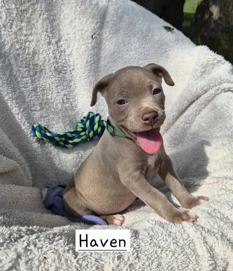 A baby large-sized female Yellow / Tan / Blond / Fawn Mixed Breed dog named Haven for adoption in Lansing, MI