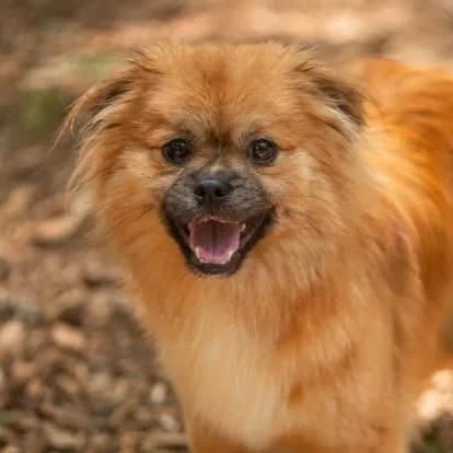 An adult small-sized male Red / Chestnut / Orange Pomeranian dog named Gigglemug for adoption in Decatur, GA