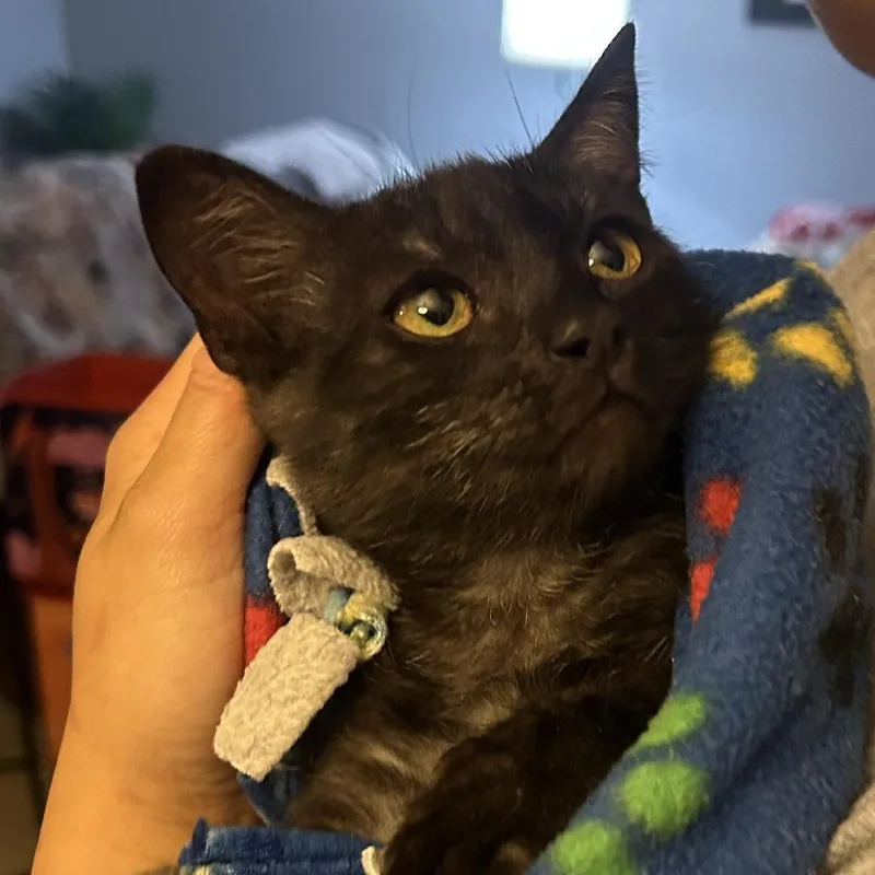 A baby small-sized male Black Domestic Short Hair cat named Freddy for adoption in Long Beach, CA