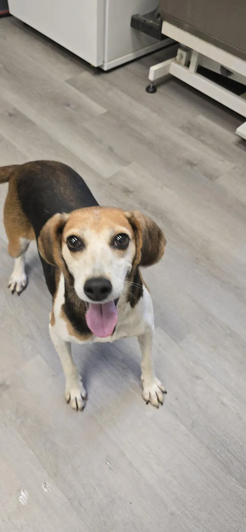 An adult medium-sized female Beagle dog named Georgia for adoption in Orange, VA