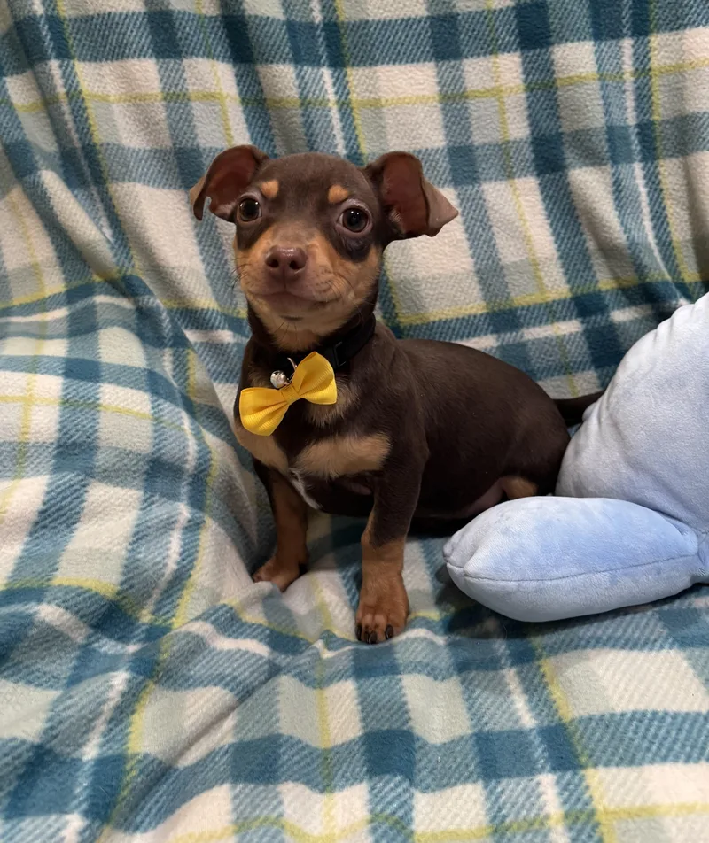 Butterscotch thumbnail 2