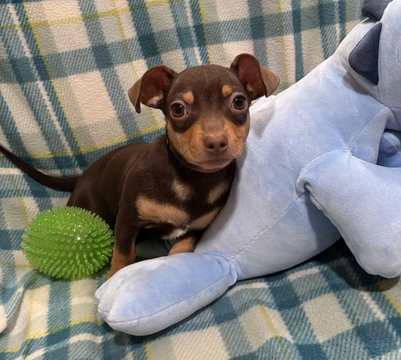 Butterscotch thumbnail 3