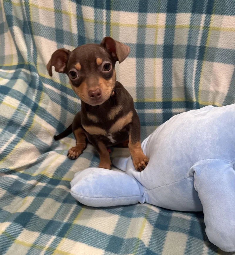 Butterscotch thumbnail 4