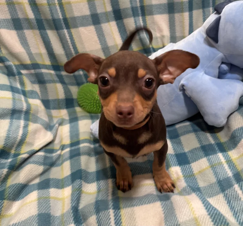 Butterscotch thumbnail 5