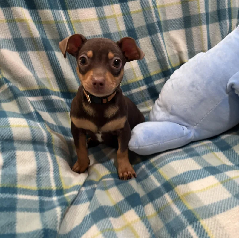 A baby small-sized male Brown / Chocolate Chihuahua dog named Butterscotch for adoption in Corona, CA