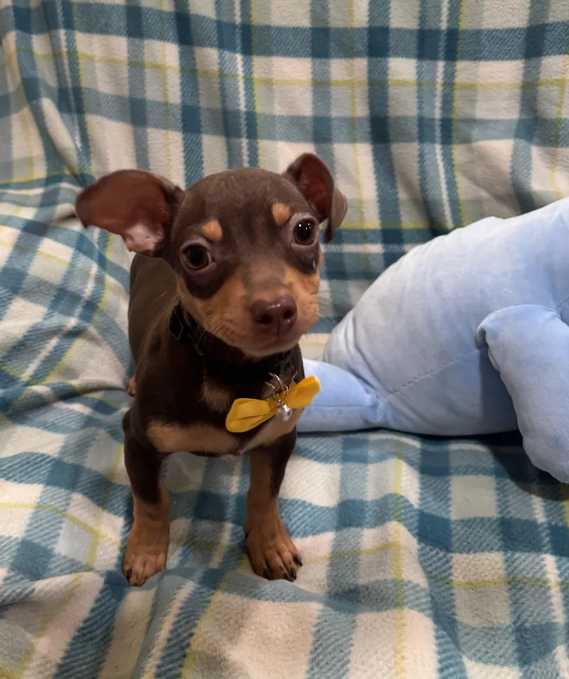 Butterscotch thumbnail 6