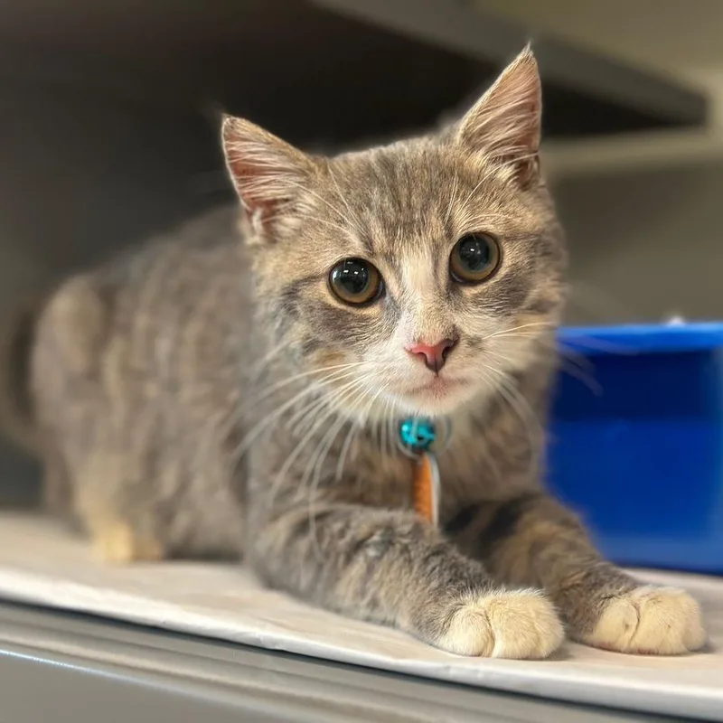 A baby small-sized male Domestic Short Hair cat named CO Chaz for adoption in Port Washington, NY
