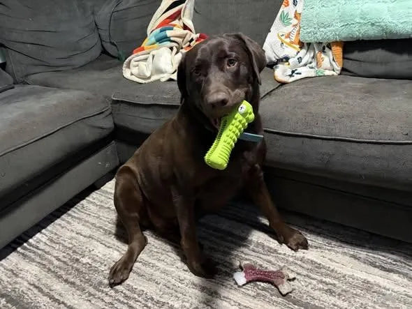 A young medium-sized male Labrador Retriever dog named Rex for adoption in Midway, UT
