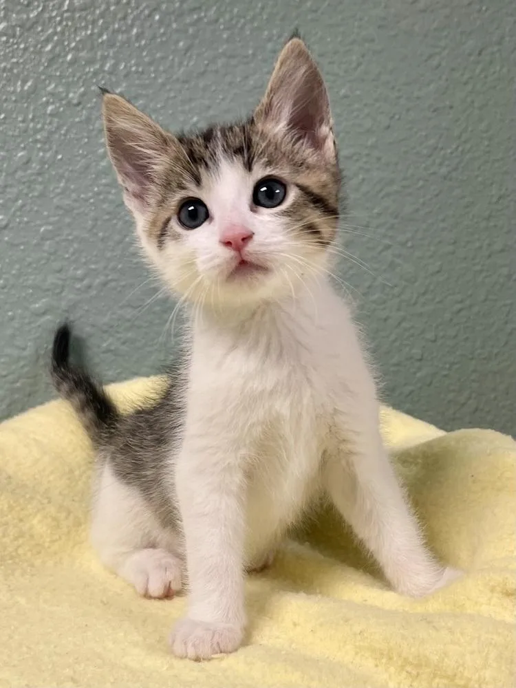 A baby small-sized male Domestic Short Hair cat named Pepsi for adoption in Jamestown, CA