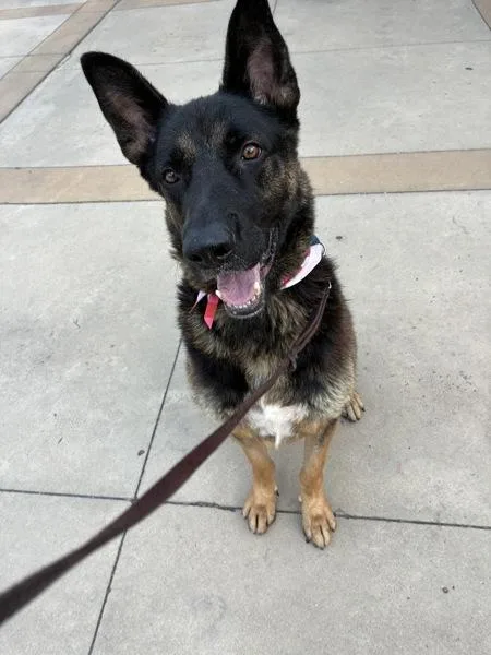 Duke
