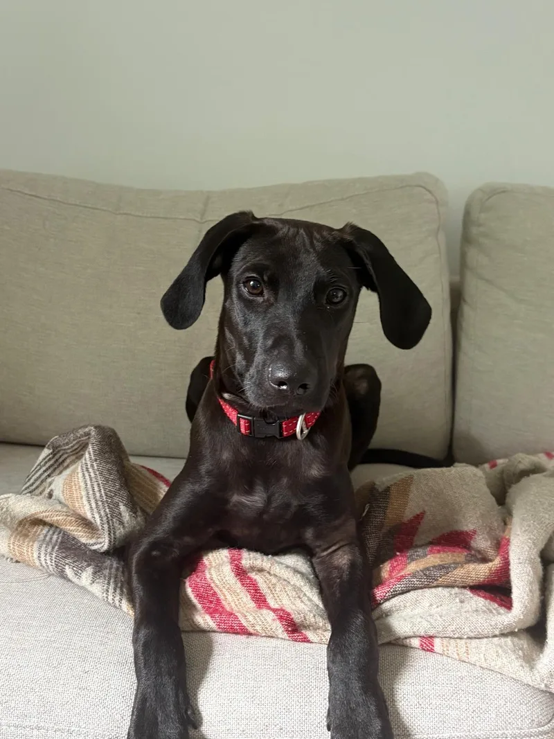 A baby medium-sized male Black Mixed Breed dog named Birnie for adoption in Richmond, VA