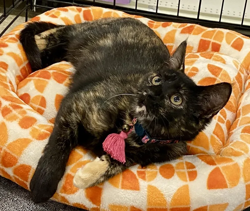 A baby medium-sized female Tortoiseshell cat named Valentina for adoption in Red Bank, NJ