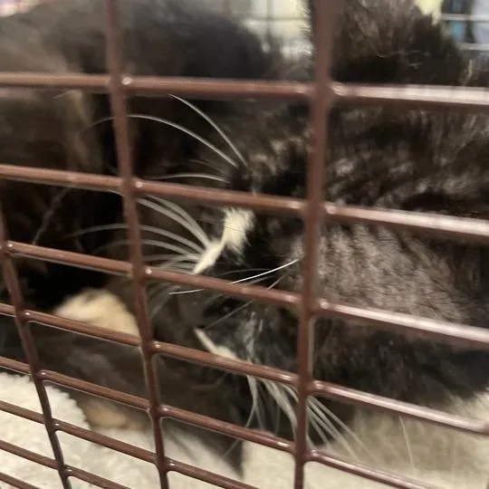An adult medium-sized male Black Domestic Short Hair cat named Memo for adoption in Chicago, IL