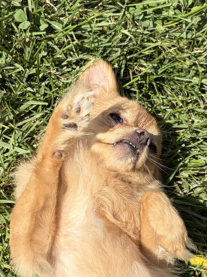 Teddy