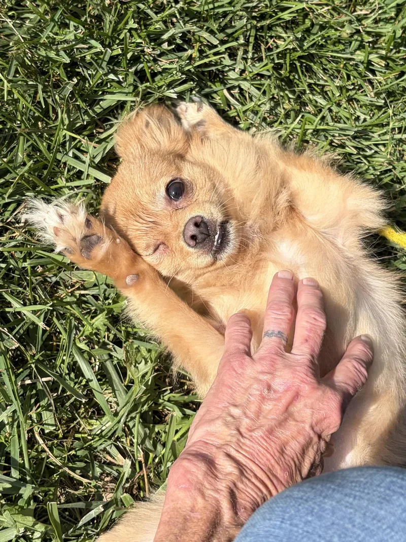 Teddy thumbnail 3