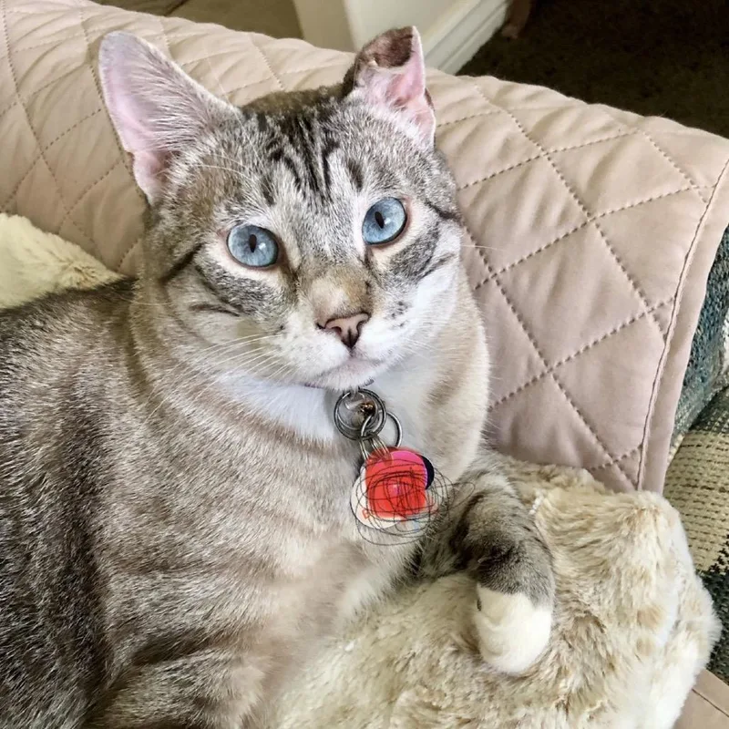 An adult extra large-sized male Gray / Blue / Silver Domestic Short Hair cat named Saltine Hinckley for adoption in Eagle Mountain, UT