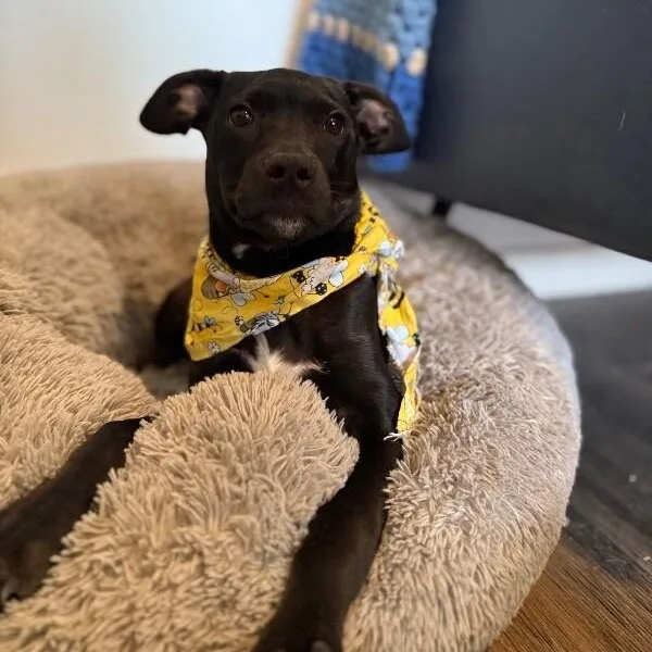 A baby medium-sized female Black Pit Bull Terrier dog named Jemima Sunshine for adoption in Friendswood, TX