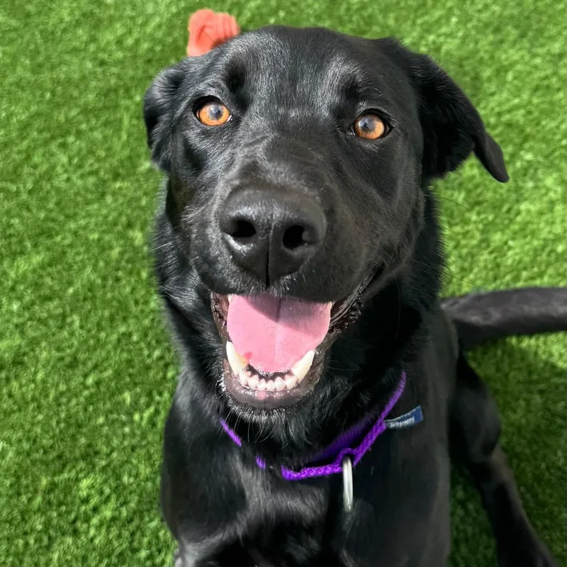 An adult medium-sized female Black Mixed Breed dog named Ellie for adoption in Naperville, IL