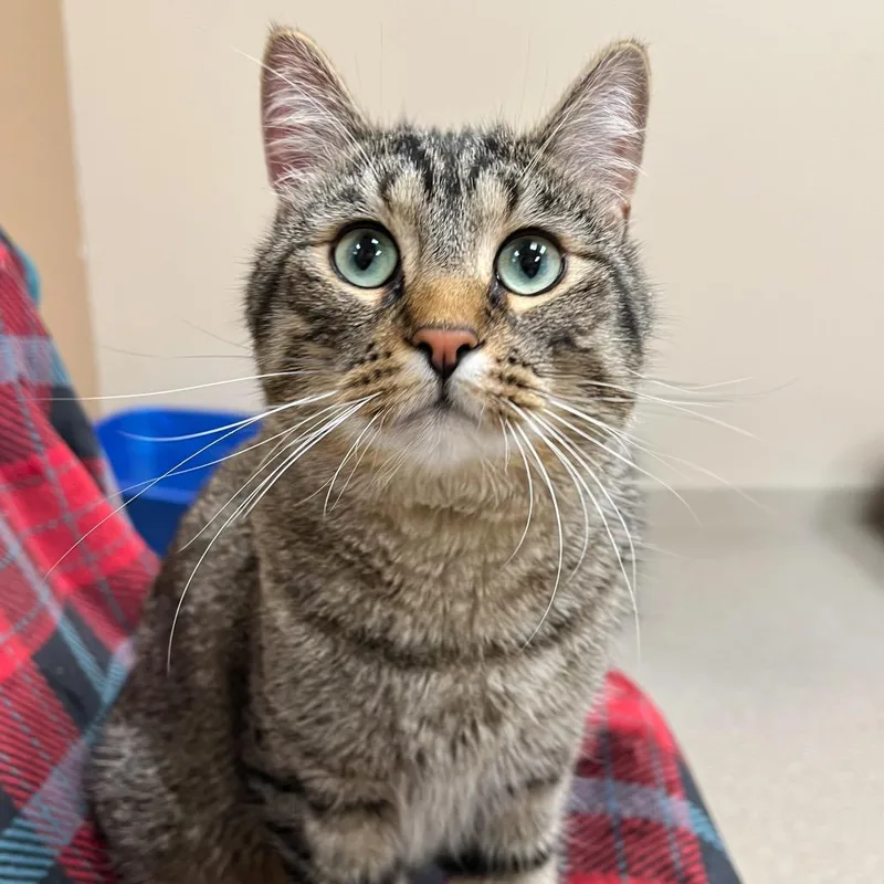 An adult small-sized male Brown / Chocolate Domestic Short Hair cat named BooBerry for adoption in Arlington Heights, IL