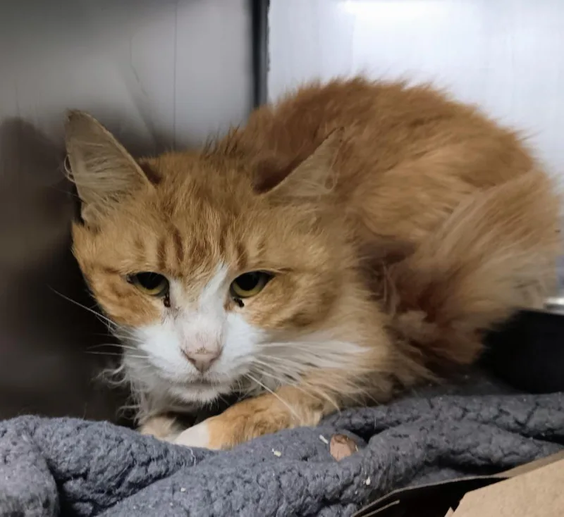 A young small-sized male Domestic Long Hair cat named Raffiello for adoption in New Braunfels, TX