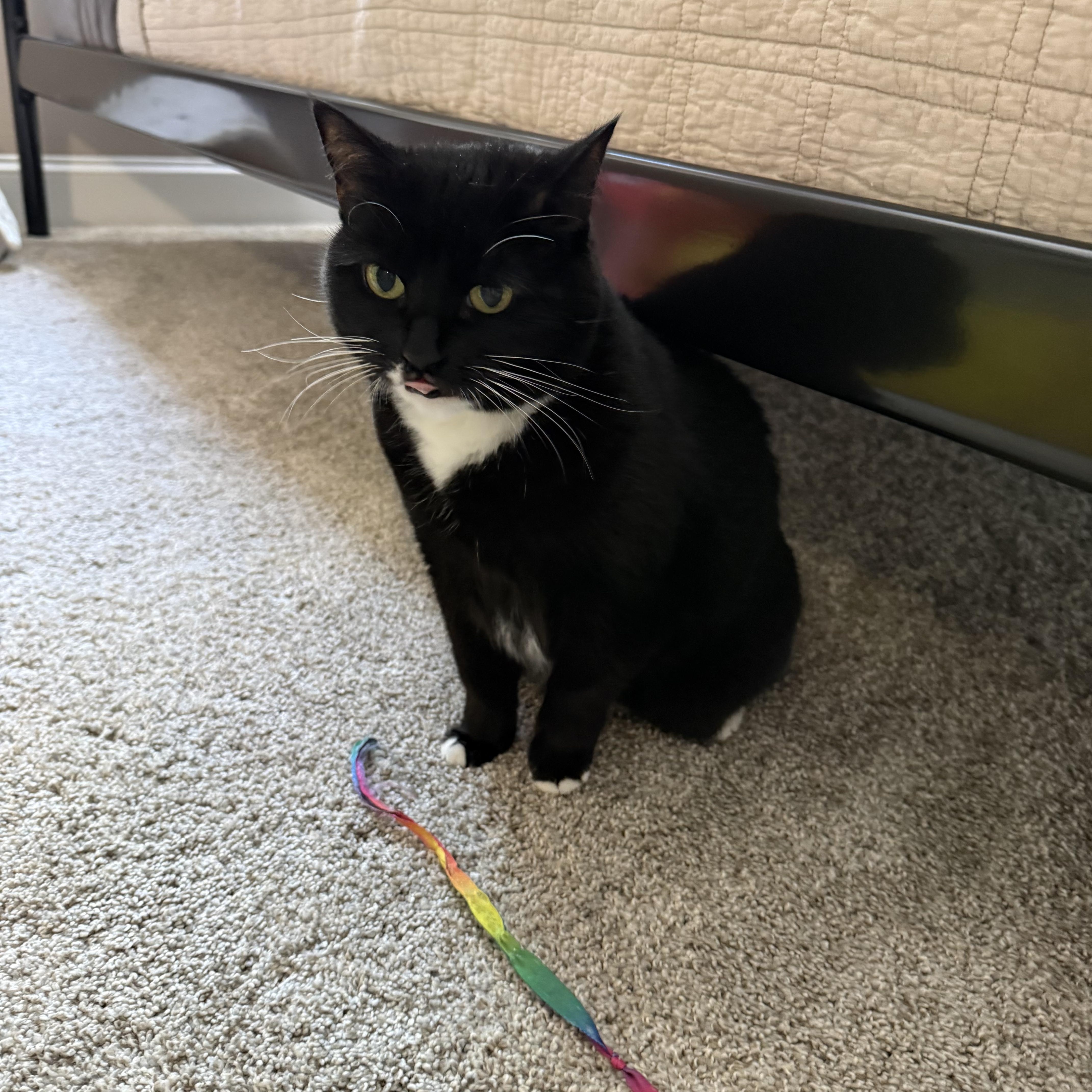 A senior large-sized female Domestic Short Hair cat named June for adoption in Hickory, NC