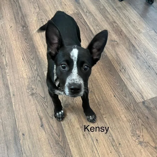 Kensy thumbnail 3